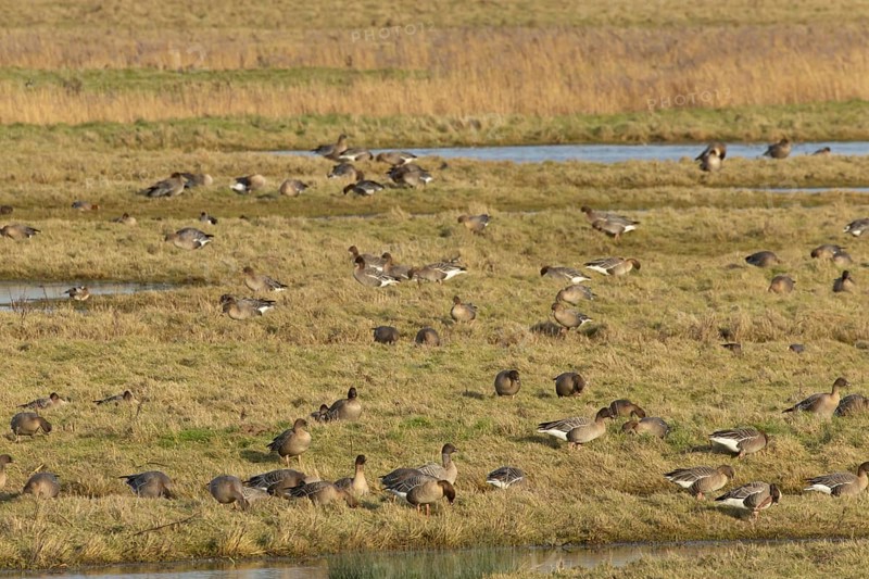 Pink-footed goose (Anser brachyrhynchus) adult geese birds on grassland in winter, Norfolk England, United Kingdom, Europe