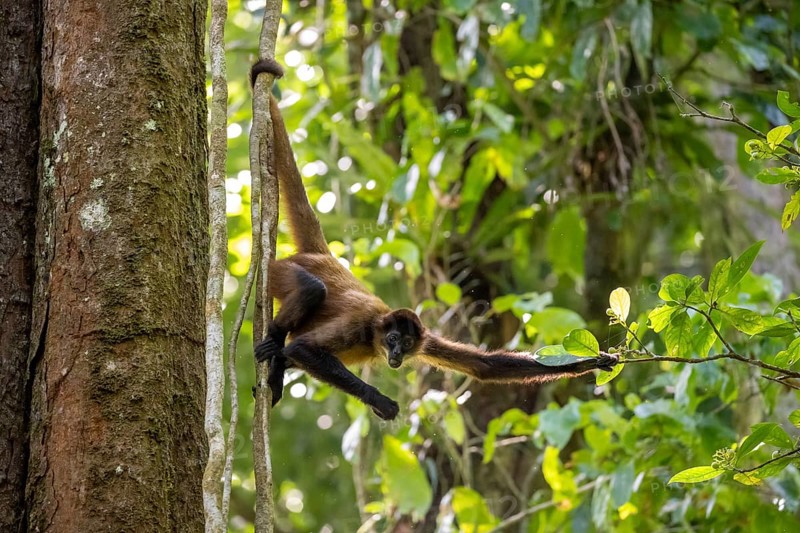 Geoffroy's spider monkey (Ateles geoffroyi) climbing a tree in the jungle, searching for food, Tortuguero National Park, Costa Rica, Central America