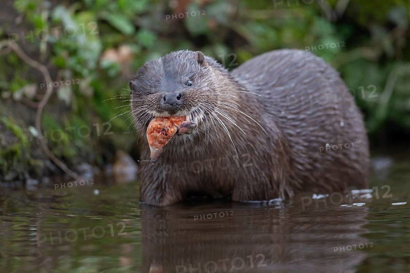 Eurasian otter (Lutra lutra) adult animal eating a fish in a river, England, United Kingdom, Europe