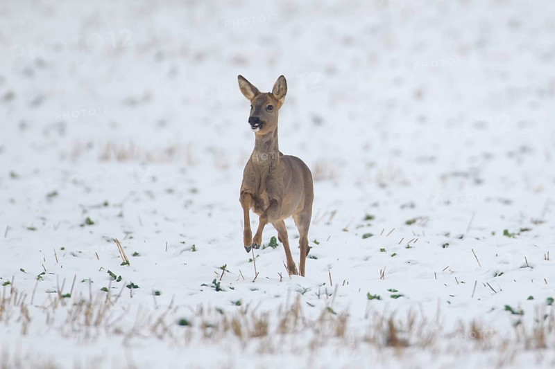 Roe deer (Capreolus capreolus) adult female doe running on a snow covered farmland field in the winter, England, United Kingdom, Europe