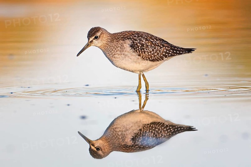 Spotted sandpiper (Tringa glareola) Reflection, shallow water zone, shore area, shoal plumage, foraging, wading, Lake Neusiedl, Austria, Europe