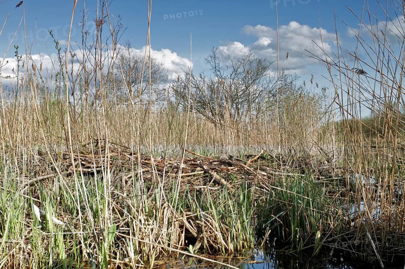 Collapsed castle of a beaver (Castor fibre), Flusslandschaft Peenetal nature park Park, Mecklenburg-Western Pomerania, Germany, Europe