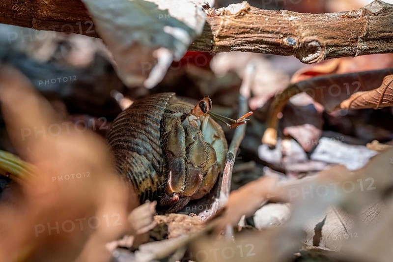 Pacific hermit crab (Coenobita compressus) on the forest floor, Manuel Antonio National Park, Puntarenas district, Costa Rica, Central America