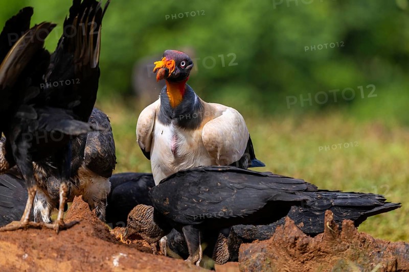 King vulture (Sarcoramphus papa), cock, vulture birds (Aegypiinae), Laguna del Lagarto Lodge, Alajuela, Costa Rica, Central America