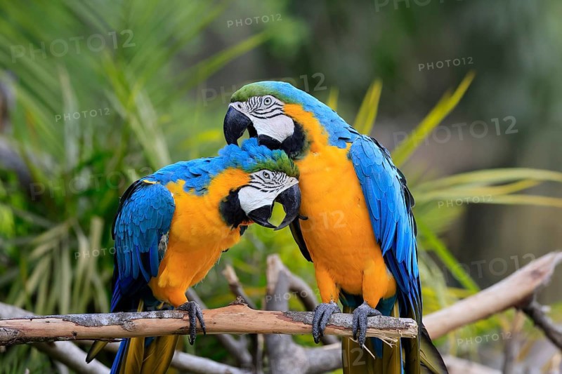 Yellow-breasted Macaw (Ara ararauna), adult, perch, pair, social behaviour, plumage care, South America