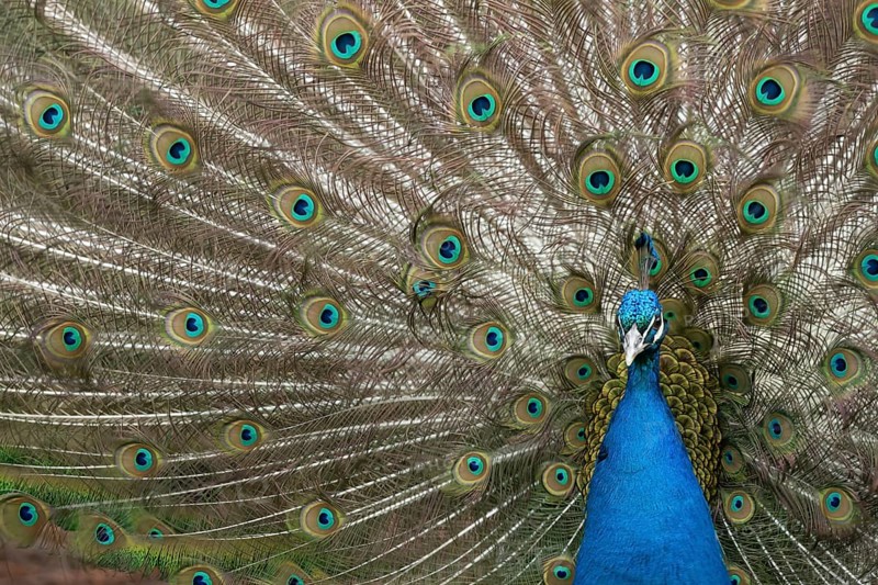Indian peafowl or Peacock (Pavo cristatus) adult male bird displaying showing its tail feathers, England, United Kingdom, Europe