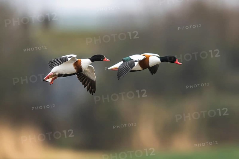 Common Shelduck, Tadorna tadorna, bird in flight over winter marshes