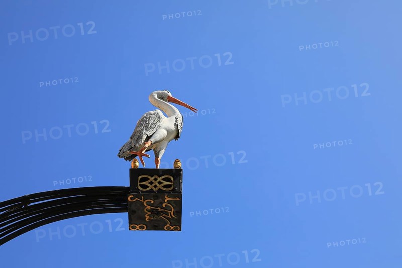 Advertising boom with a stork, Fürstenfeldbruck, Upper Bavaria, Bavaria, Germany, A stork on a decorative element in front of a cloudless blue sky, Europe