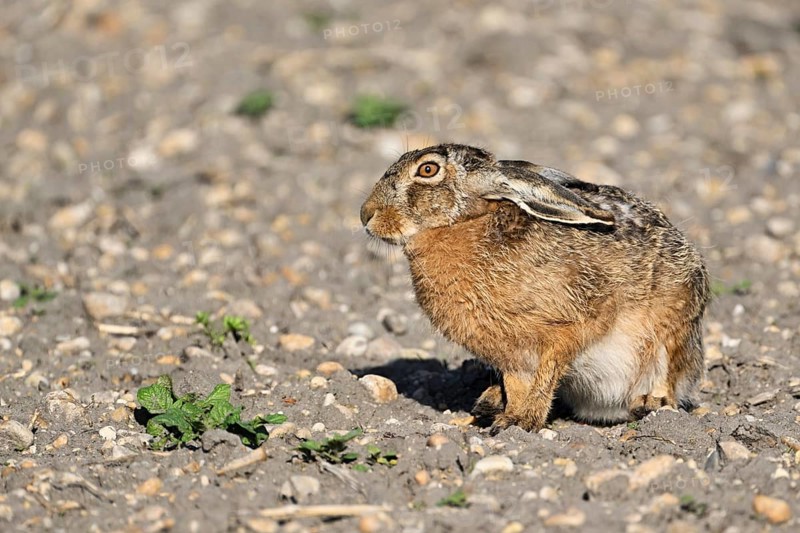 European hare (Lepus europaeus), in the Sasse, Lake Neusiedl National Park, Seewinkel, Burgenland, Austria, Europe