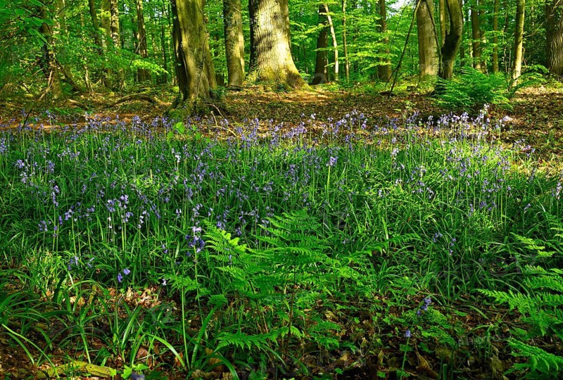 Forest hyacinth (Hyacinthoides non-scripta) in bloom in deciduous forest, Lower Rhine, North Rhine-Westphalia, Germany, Europe