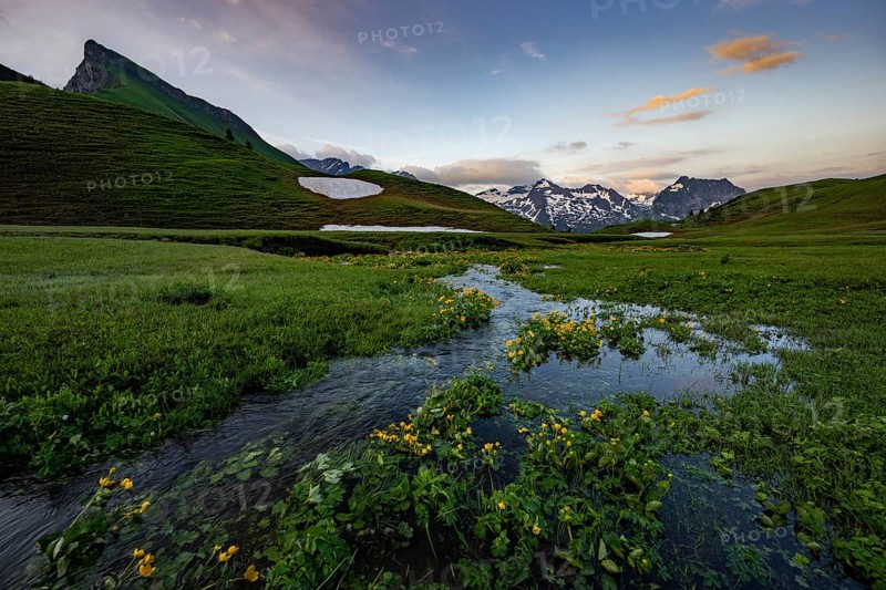 Summit in the morning light with dramatic clouds and marsh marigolds (Caltha) with stream in the foreground, Lech, Lechquellengebirge, Vorarlberg, Austria, Europe