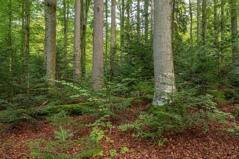 Mixed mountain forest with copper beech (Fagus sylvatica) and spruce (Picea abies) as well as young silver fir (Abies alba), Bavarian Forest National Park, Bavaria, Germany, Europe