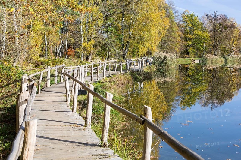 Winding wooden footbridge with railings in autumn, Lake of Friendship, Königsbrücker Heide, Saxony, Germany, Europe
