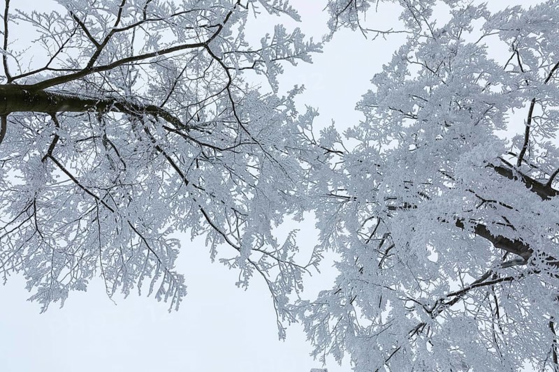 The treetops, thickly decorated with hoarfrost, bend under the weight, on the Czorneboh, Upper Lusatia, Saxony, Germany, Europe