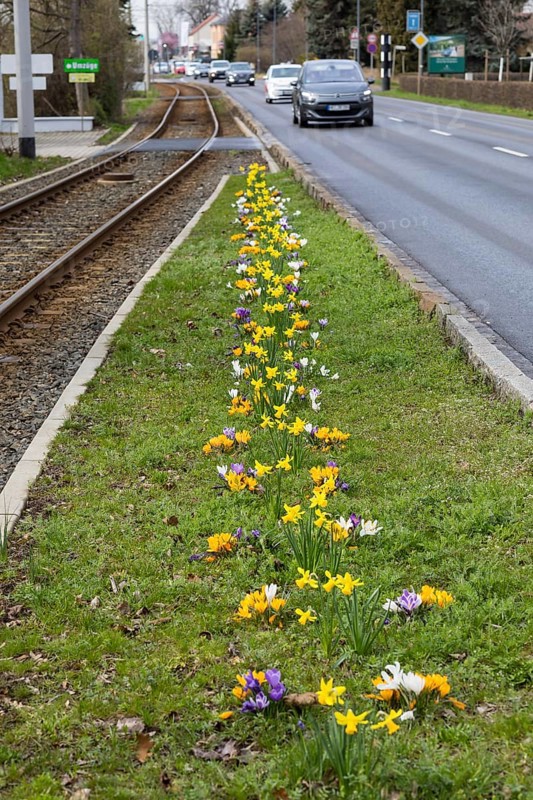 Flowering strip between tram tracks and road with yellow and purple crocuses (crocus) and daffodils (narcissus), Radebeul, Saxony, Germany, Europe