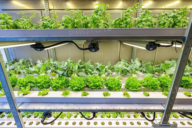 Dinslaken, North Rhine-Westphalia, Germany, Regional vegetable cultivation at the sewage treatment plant. SUSKULT demonstration plant, hydroponic food production system in which the plants grow soilless using mineral nutrient solutions as part of indoor cultivation. SUSKULT obtains the required resources carbon dioxide, phosphorus, potassium and nitrogen as well as heat and water from a sewage treatment plant, in this case the Emschermündung sewage treatment plant. Together with the Fraunhofer Institute UMSICHT, the Emschergenossenschaft is treading a completely new path. In future, wastewater treatment plants will be places of agricultural production, Europe