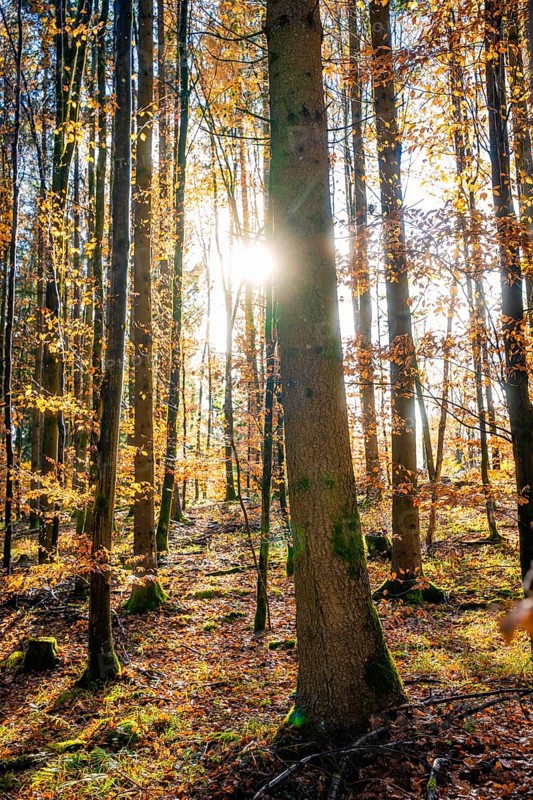 Sunbeams penetrate an autumnal forest and create a peaceful atmosphere, tree planting campaign, Waldbike Calw, Calw district, Black Forest, Germany, Europe