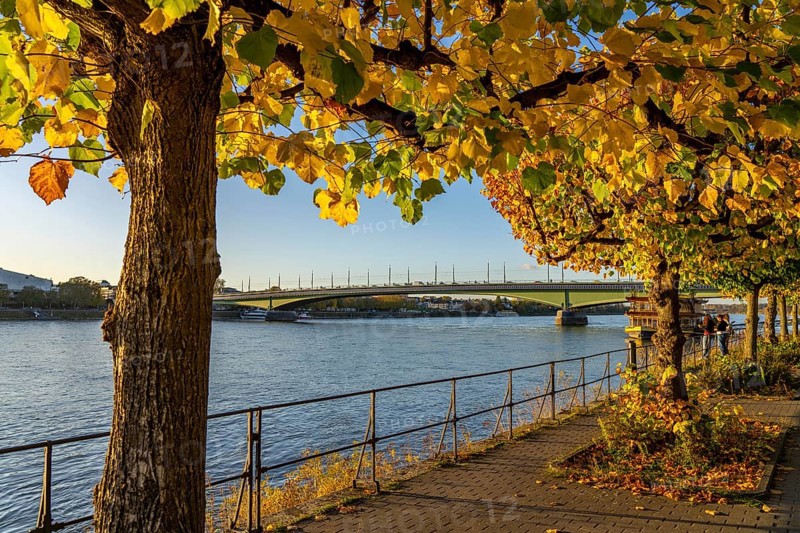 The Rhine near Bonn, the riverside promenade of Bonn-Beuel with the Kennedy Bridge in the background, North Rhine-Westphalia, Germany, Europe
