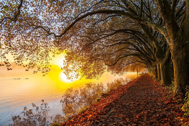 Autumn colours on the Platanen Allee, Hardenberg Ufer, lakeside path on Lake Baldeney, near Haus Scheppen, in Essen, North Rhine-Westphalia, Germany, Europe