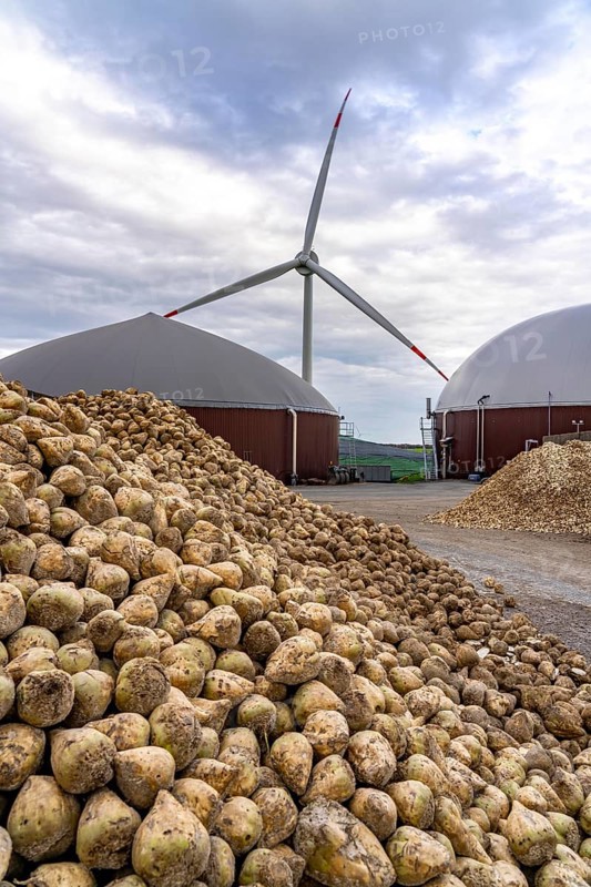 Biogas plant produces gas from various biomass, here the sugar beet storage, the electricity is produced in combined heat and power plants with the biogas produced and sold to companies in the neighbouring industrial estate, the heat generated is fed into a local heating network, gas storage and wind power plant, Ense, North Rhine-Westphalia, Germany, Europe