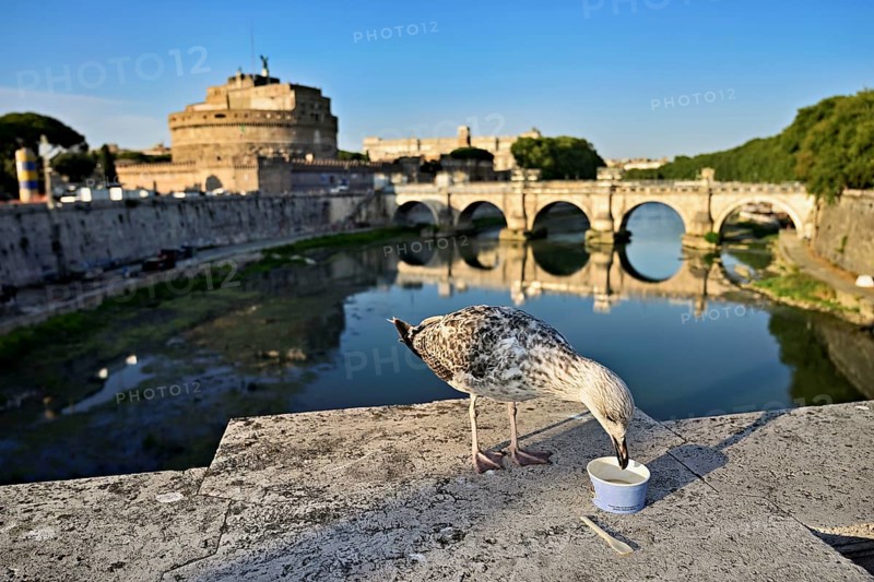 Young Mediterranean gull (Larus michahellis), sitting on a bridge while feeding, in the background Tiber and Castel Sant'Angelo, Rome, Lazio, Central Italy, Italy, Europe