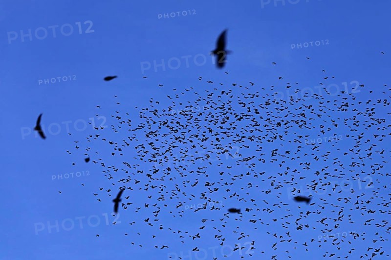 Approximately 1 million bramblings (Fringilla montifringilla), in flight over their roost at dusk, Oberaargau, Canton Bern, Switzerland, Europe