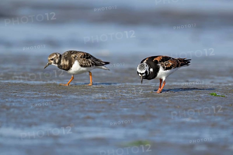 Turnstone (Arenaria interpres), foraging in the mudflats at low tide, Texel, North Holland, Netherlands