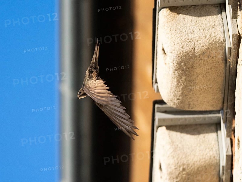 Common swift (Apus apus), adult bird in flight leaving its nest, which is one of a row of artificial nest boxes which have been put on the building specifically to provide and aid swifts with a nesting site, Hesse, Germany, Europe