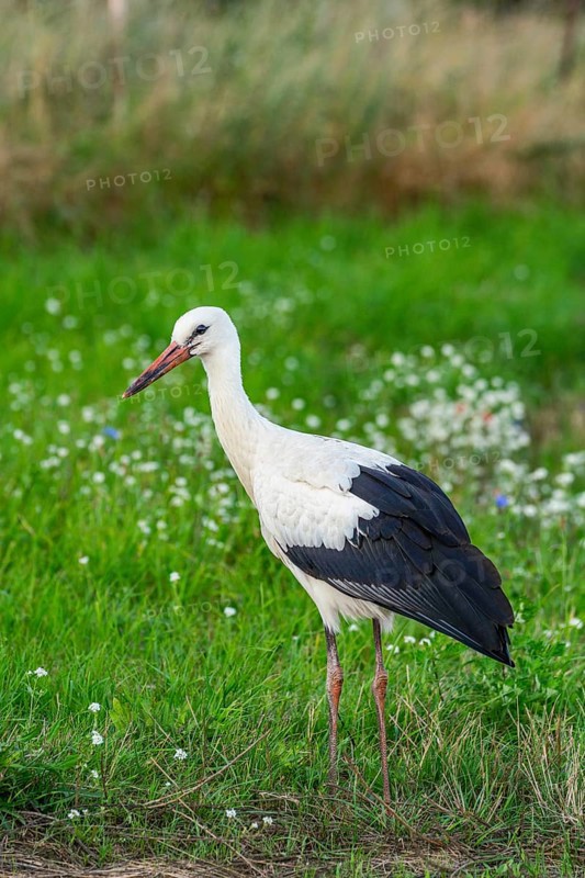 White stork (Ciconia ciconia) on a flower meadow on the edge of the village of Hansfelde, Uckerland, Uckermark, Brandenburg, Germany, Europe