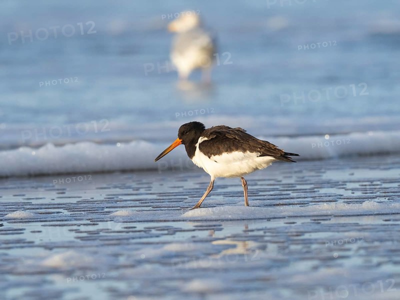 Oystercatcher (Haematopus ostralegus), adult bird in winter plumage, at the edge of the sea at low tide, island of Texel, Holland