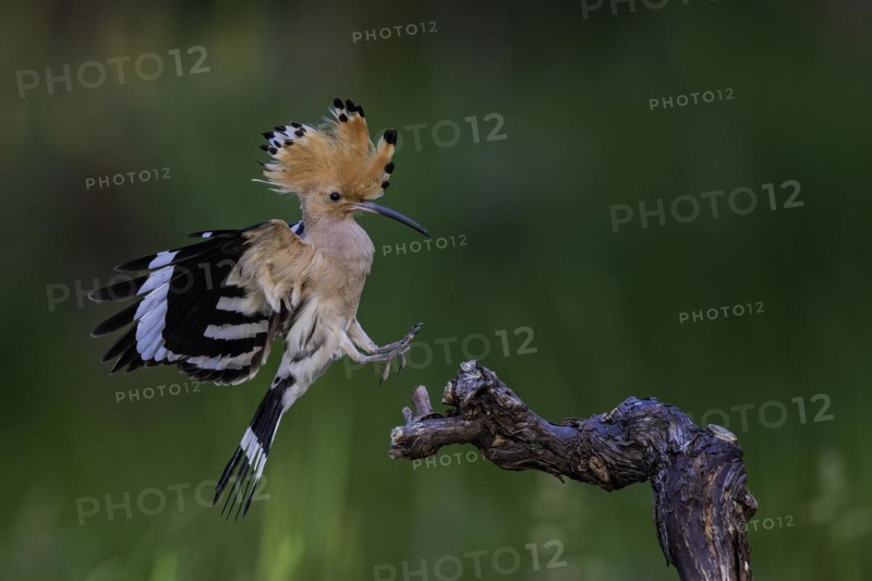 Hoopoe (Upupa epops) adult bird approaching a grapevine, Bird of the Year 2022, raised canopy, sunrise, Middle Elbe Biosphere Reserve, Saxony-Anhalt, Germany, Europe