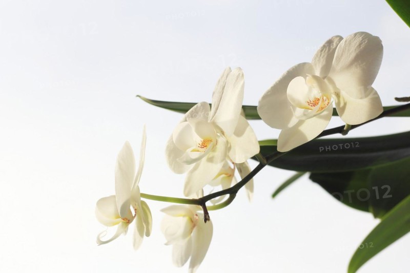 White orchid (Phalaenopsis), flower, North Rhine-Westphalia, Germany, Europe