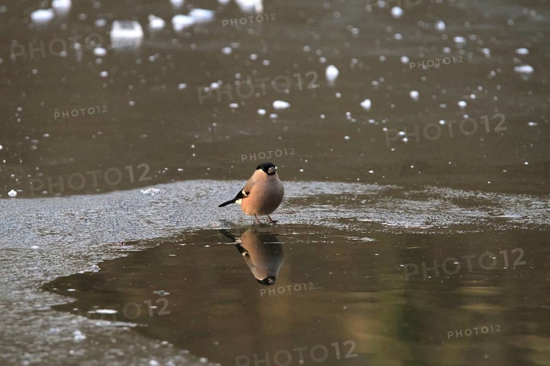 Eurasian bullfinch (Pyrrhula pyrrhula) reflected in the lake, winter, Saxony, Germany, Europe