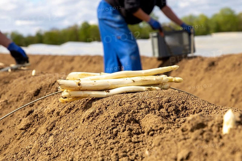 Asparagus harvest at farmer Hartmut Magin's in Mutterstadt, Rhineland-Palatinate