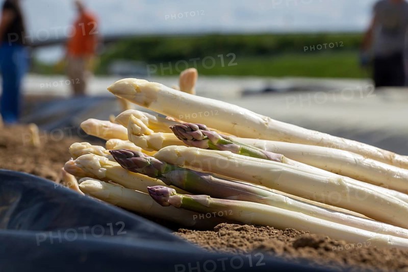 Agriculture asparagus harvest in Mutterstadt, Palatinate