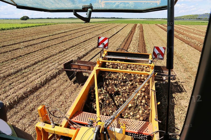 Farmer Markus Frank from Frankenthal during the agricultural onion harvest (onion harvesting)