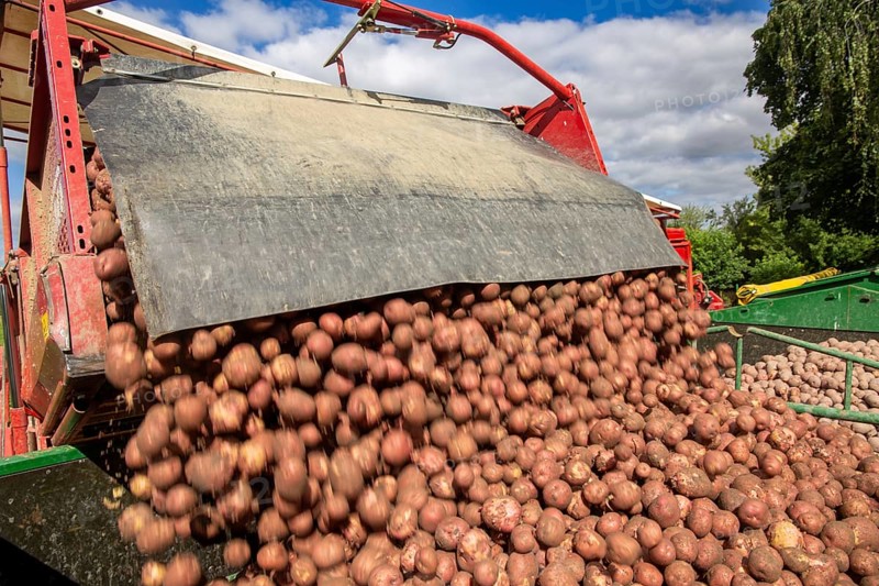Agriculture harvest of industrial potatoes in the Palatinate. In contrast to table potatoes, these potatoes are processed into crisps, French fries, etc. (Schifferstadt, Germany, 08/07/2022), Europe
