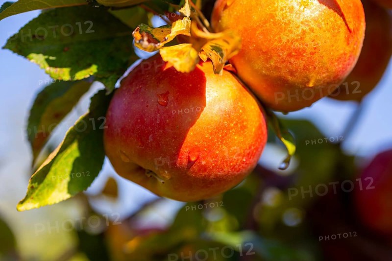 Close-up of apples in an apple field in the Palatinate. The apple trees are Weirouge or the Red Moon apple variety. The purple-coloured blossom is striking. Both are used for the processing of apple juice