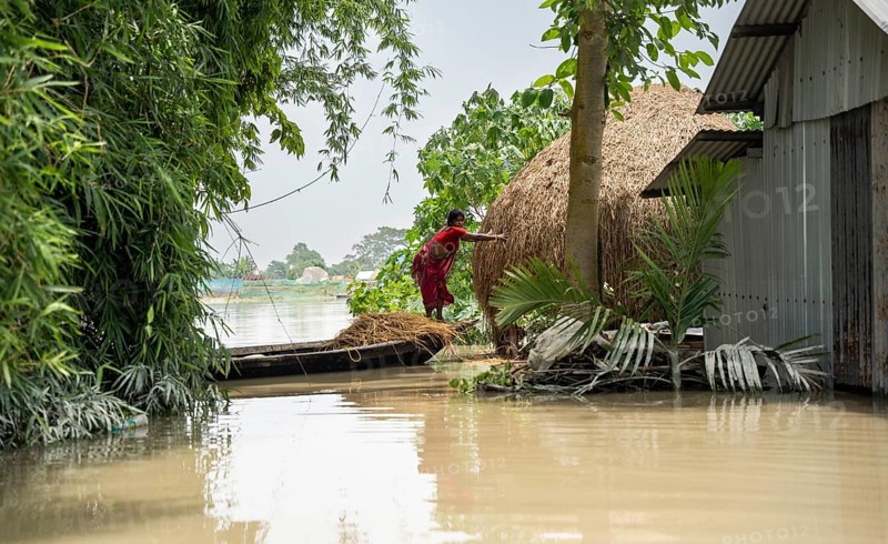 Morigaon, India. 4 July 2024. A woman collects fodder for cattle in a flood affected village in Morigaon district in India's northeastern state of Assam on July 4, 2024. Torrential rains and surging rivers across northeast India have killed at least nine people, with more than 1.5 million people affected