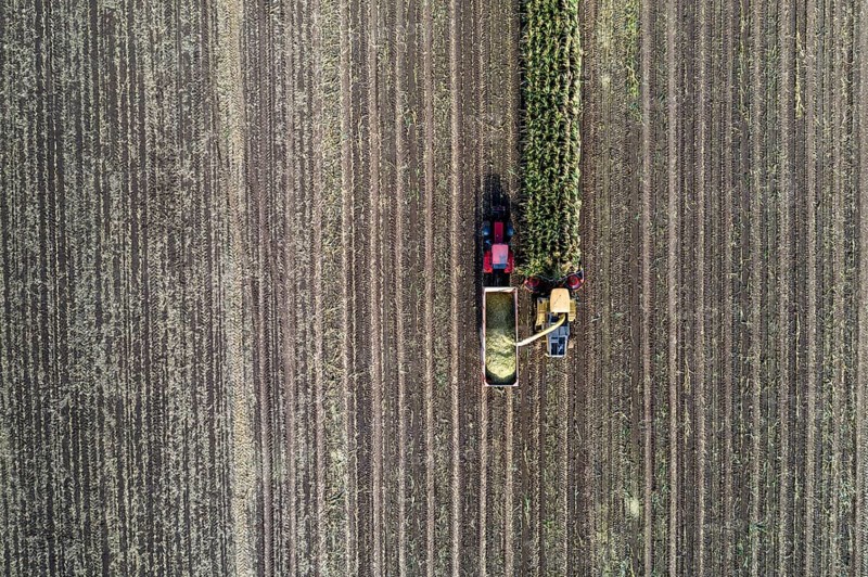 Maize harvest, combine harvester, chopper works its way through a maize field, the silage is pumped directly into a trailer, serves as cattle feed, Lower Rhine, Rees, North Rhine-Westphalia, Germany, Europe