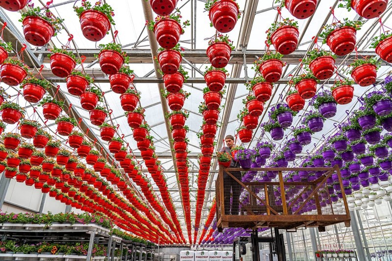Horticultural business, flower pots, so-called petunia ampel, grow in a greenhouse, under the glass roof, until they have the right growth stage for retail, each pot is watered individually, by drip irrigation, Straelen, North Rhine-Westphalia, Germany, Europe