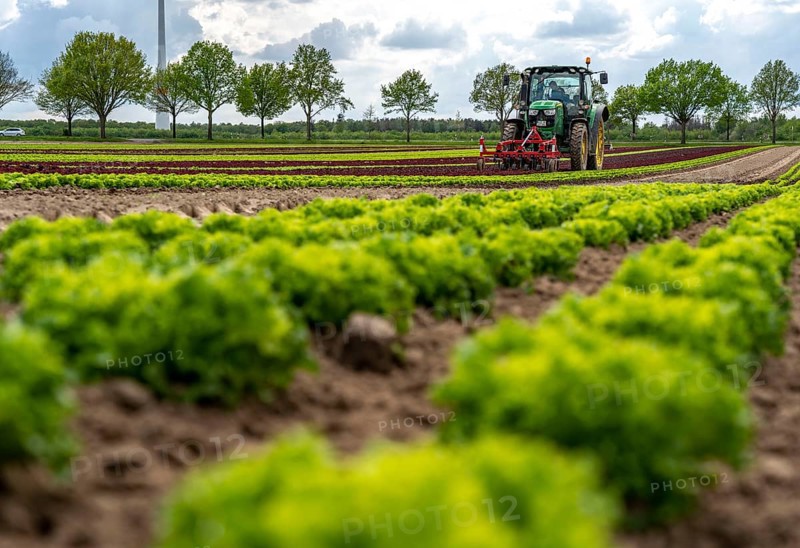 Agriculture, lettuce growing in a field, Lollo Bionda and Lollo Rossa, in long rows of plants, working the field with a finger hoe that mechanically removes the weeds between the plants, North Rhine-Westphalia, Germany, Europe
