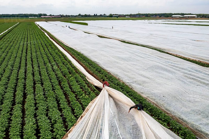 Potato field, fleece cover is removed, the fleece is intended to protect against weather influences, pests, hailstorms in spring and supports growth at low temperatures, here early potatoes, 6 weeks after planting, a good 3 weeks until harvest, North Rhine-Westphalia, Germany, Europe