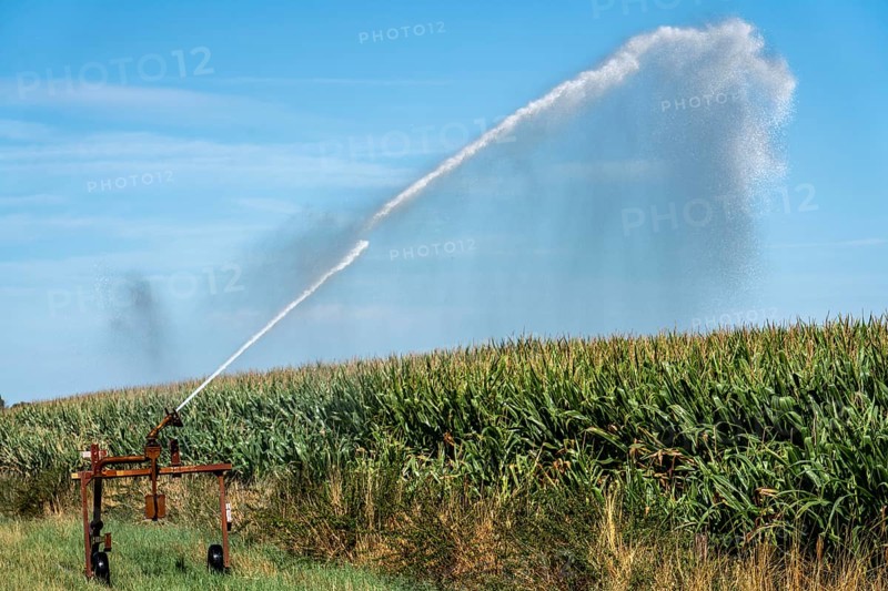 A field is artificially irrigated, water is sprayed onto the field via a sprinkler system, maize field, North Rhine-Westphalia, Germany, Europe