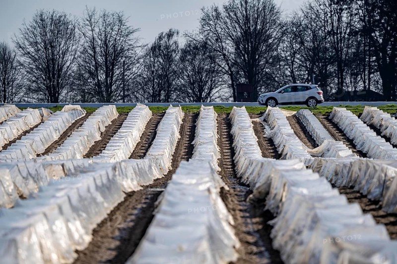 Asparagus fields, asparagus stems under foil, for faster growth, near Kirchhellen, district of Bottrop, North Rhine-Westphalia, Germany, Europe