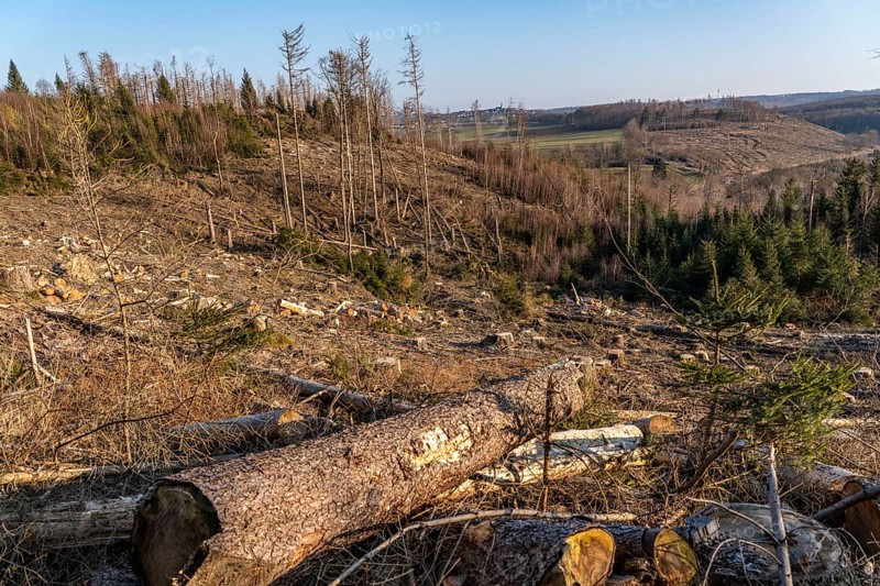 Cleared forest area north of the village of Hirschberg, Soest district, dead spruce stands were felled, dead trees due to bark beetle infestation, Arnsberg Forest, North Rhine-Westphalia, Germany, Europe