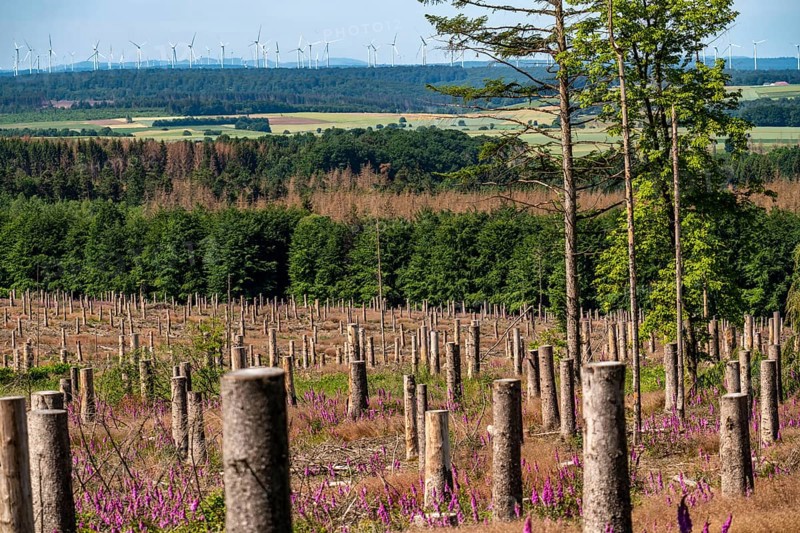Cleared forest in the Eggegebirge, near Lichtenau, Paderborn district, site of a spruce forest that had died due to heavy bark beetle infestation and was felled, wind farm near Lichtenau on the horizon, the tree stumps are intended to provide protection and nutrients for new, planted trees, North Rhine-Westphalia, Germany, Europe