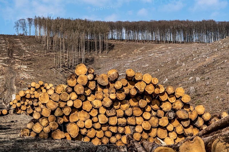 Cleared forest area north of the village of Öventrop, district of Arnsberg, dead spruce stands were felled, dead trees due to bark beetle infestation, Arnsberg Forest, North Rhine-Westphalia, Germany, Europe