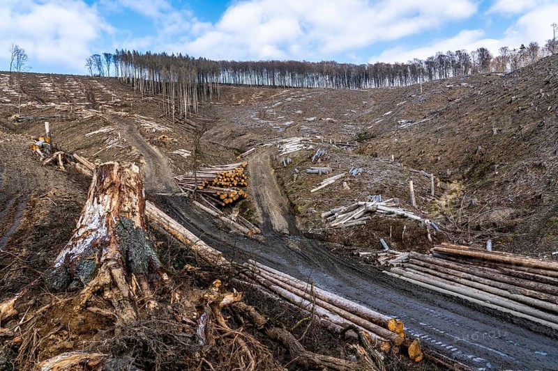 Cleared forest area north of the village of Öventrop, district of Arnsberg, dead spruce stands were felled, dead trees due to bark beetle infestation, Arnsberg Forest, North Rhine-Westphalia, Germany, Europe