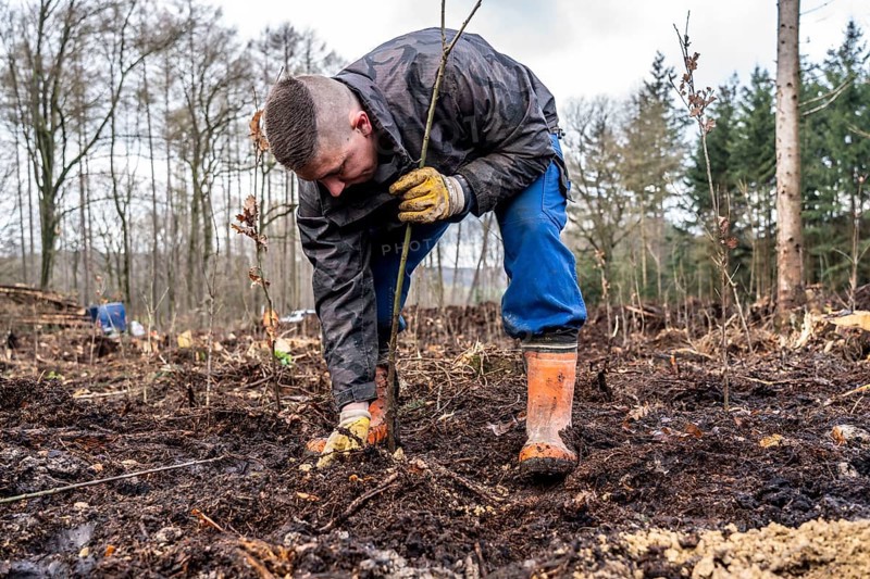 Reforestation in the Arnsberg Forest near Rüthen-Nettelstädt, Soest district, forestry workers plant young oak trees, 2 years old, in previously drilled holes, on the site of a spruce forest that had died and been felled due to heavy bark beetle infestation, North Rhine-Westphalia, Germany, Europe